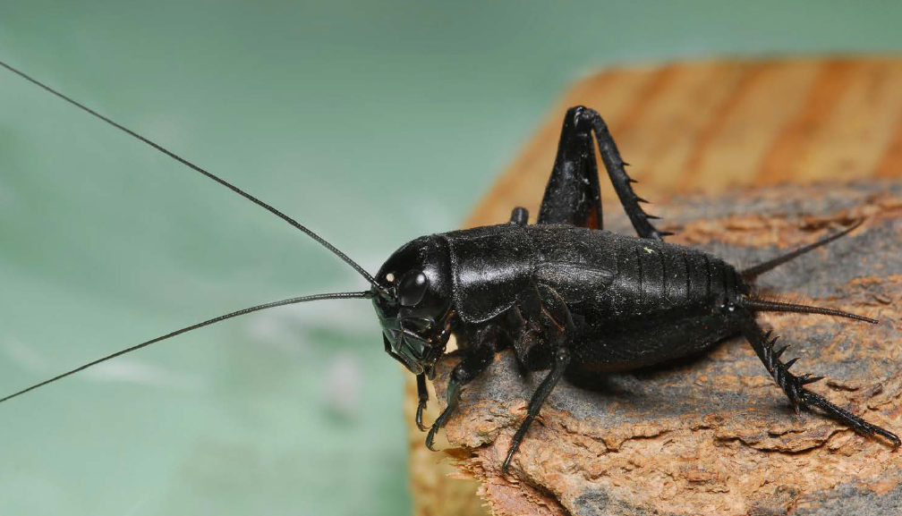 A field cricket.